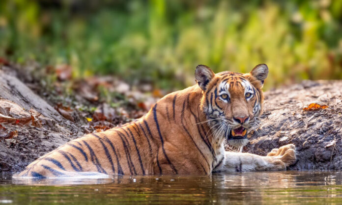 A Royal Bengal Tiger, the focus of International Tiger Day 2025 conservation efforts.